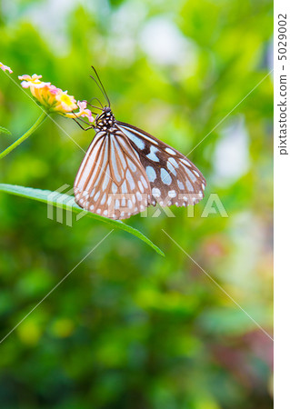 琉球淺木斑 5029002