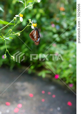 琉球淺木斑 5029006