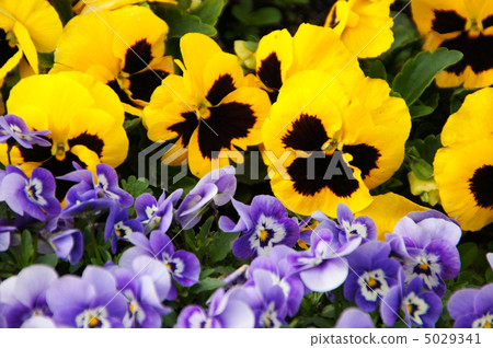 五顏六色的蝴蝶花花 五顏六色的蝴蝶花花 5029341