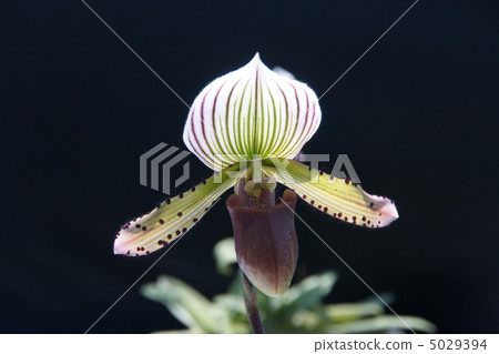 Paphiopedilum 5029394
