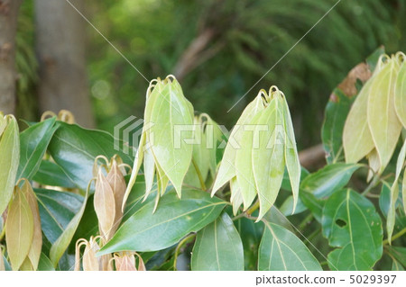 Wild leaves of Shirodamo Wild leaves of Shirodamo 5029397