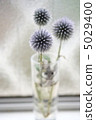 Ruthi球薊 5029400