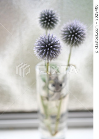 Ruthi球薊 5029400