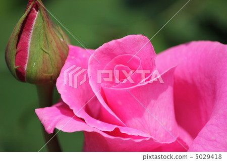 The McCartney Rose 5029418