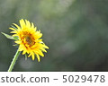 sunflower	 5029478