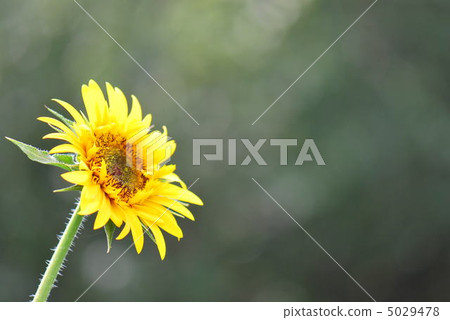 sunflower sunflower 5029478