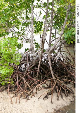 mangrove mangrove 5029512