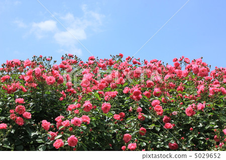 安吉拉 安吉拉 5029652