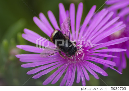 蜜蜂玩花 5029703