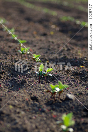 Soybean sprouts 5029737