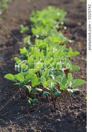 Soybean sprouts 5029742