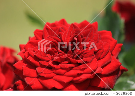 Black butterfly 5029808