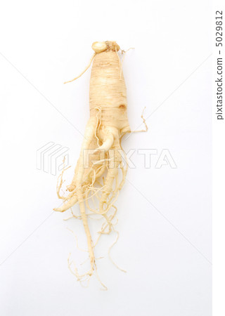 Ginseng 5029812
