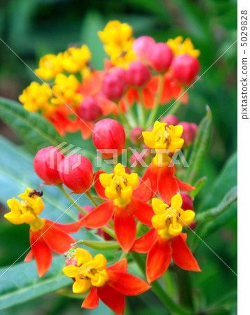 Ascle Earrings（Krasavika）：Raspa 5029828