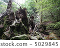 Ginseng 5029845