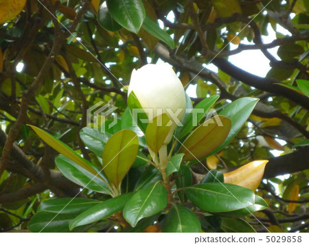 Bud of Taisanboku 5029858