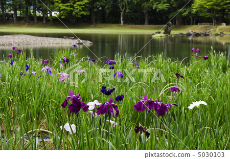 Hogoshigaji的Ayame花園 5030103