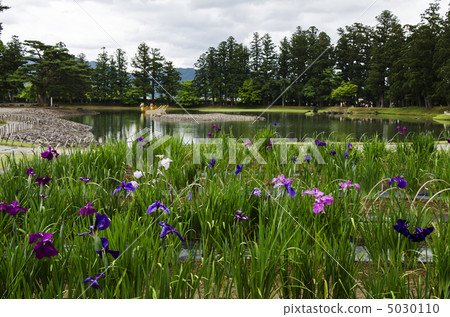 Ayame garden of Hogoshigaji 5030110