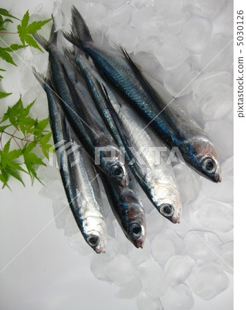飛魚 5030126