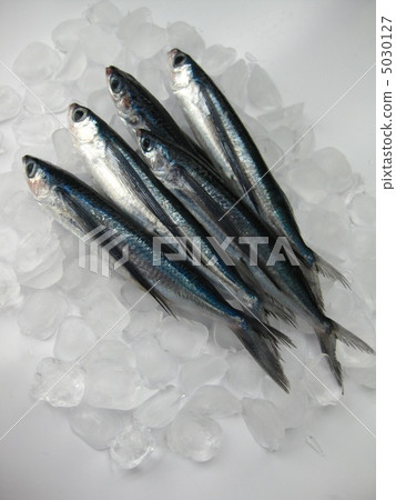 飛魚 5030127