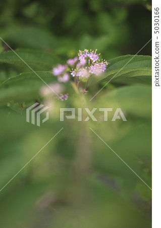 Komurasaki花 5030166