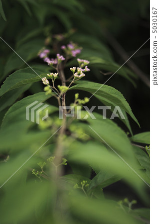 Komurasaki花 5030167