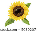 向日葵 5030207