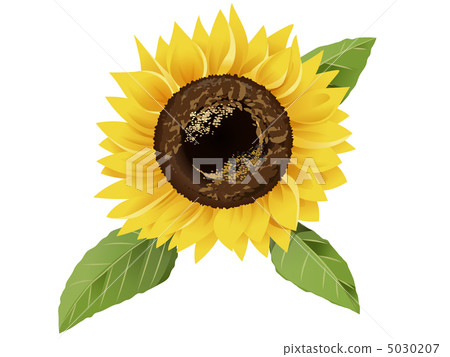 向日葵 5030207