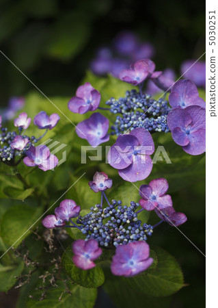 Hydrangea Hydrangea 5030251