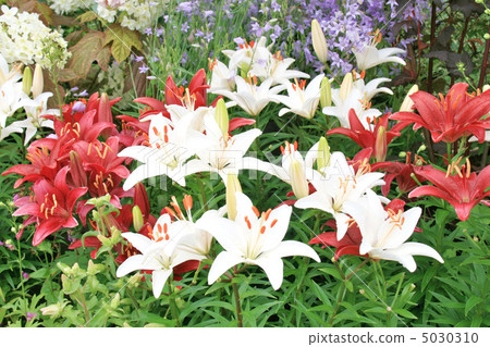 Lily 5030310