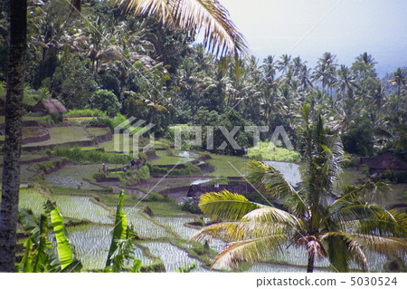 Bali Rice Terrace Bali Rice Terrace 5030524