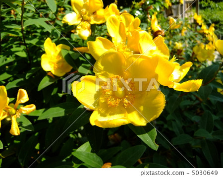 Golden thread plum 5030649