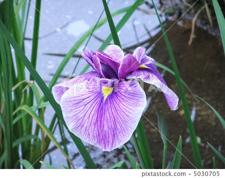 鳶尾花 鳶尾花 5030705