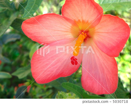 Akabanawata(Trollea otomoduki) Akabanawata(Trollea otomoduki) 5030718