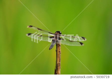 Bekko dragonfly (male) Bekko dragonfly (male) 5030719