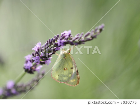 Crimson Butterfly female 5030775