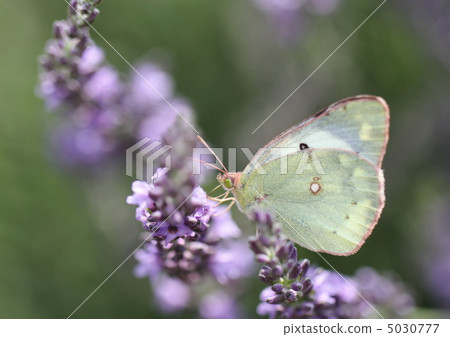 深紅色的蝴蝶女 5030777