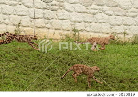 Cheetah_16 5030819