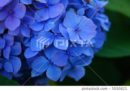 Hydrangea 1 5030821
