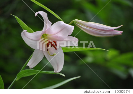 莎莎尤里 莎莎尤里 5030974