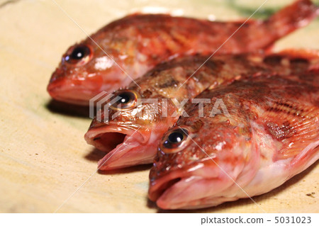 蝎子魚 5031023