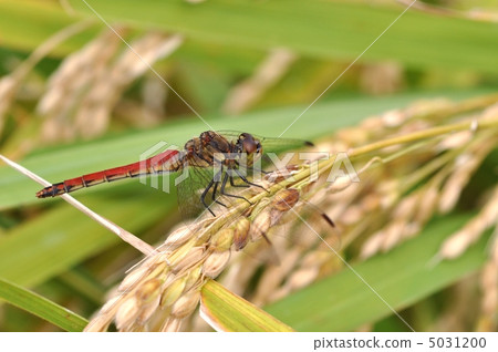 Red dragonfly resting with rice 5031200