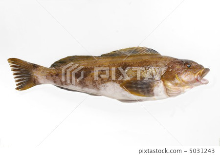 Greenling 5031243