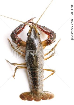 American crayfish American crayfish 5031281