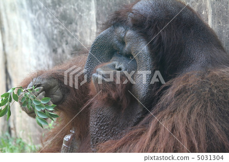  Borneo Orangutan 5031304