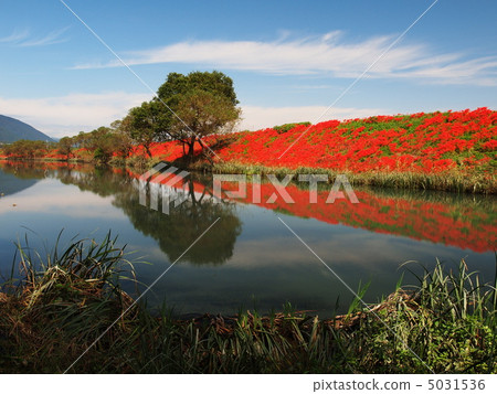 A cluster amaryllis of the Tsuya River embankment A cluster amaryllis of the Tsuya River embankment 5031536