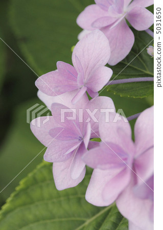 Hydrangea hydrangea hydrangea 5031650