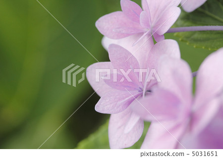 繡球花繡球花繡球花 繡球花繡球花繡球花 5031651