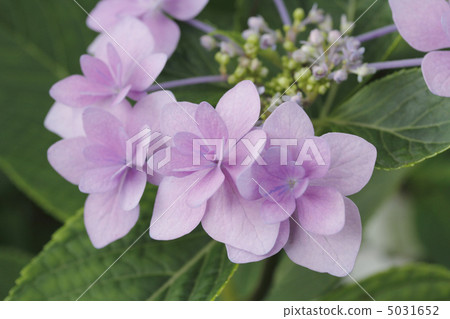 繡球花繡球花繡球花 繡球花繡球花繡球花 5031652