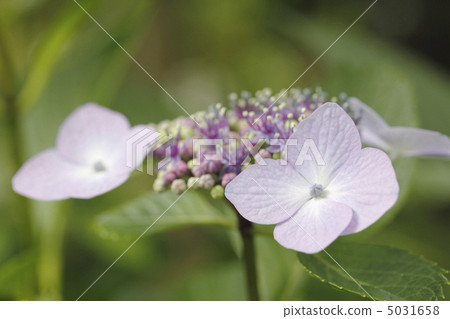 花繡球花 5031658